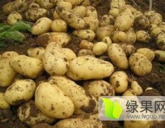 辽宁锦州荷兰十五土豆著名品牌