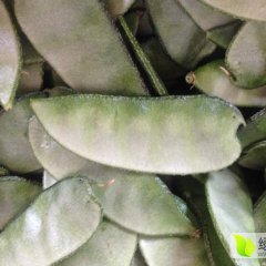 济宁市 泗水县 杨柳镇梅豆大量上市