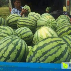 陕西大荔京欣西瓜长势旺盛