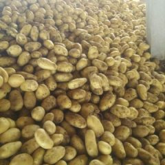 胶州土豆火热上市,胶莱刘林诚信合作