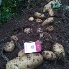 昌邑土豆质量上乘石埠代兵兵诚信合作