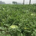 钟祥管庄蒋6月黑皮无籽西瓜