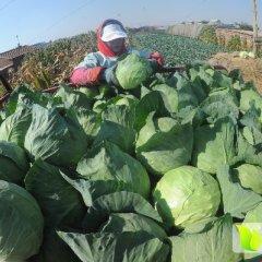 河北蔚县甘蓝21——东庄子章涛诚信代收