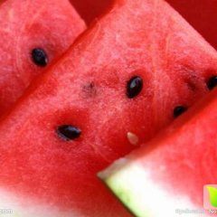 甘肃靖远县电视台报道的石头瓜最有实力的代办