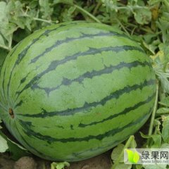 河北巨鹿堤村乡孔寨村龙卷风西瓜大量供应价格