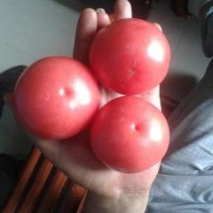 安徽固镇金鹏西红柿营养丰富