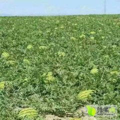 会宁西瓜随行就市,甘肃赵振鸿诚信合作