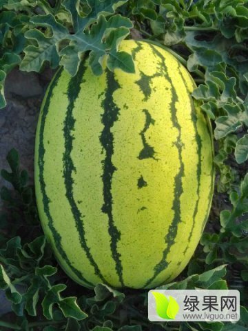 风抗8号价格