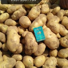 2016大名土豆再不来就没机会了！