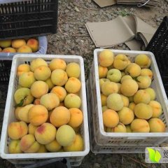 丰县蜜桃著名品牌,刘王刘永诚信合作