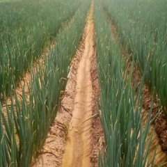 泗水大葱假一赔十,泉林刘加富诚信合作