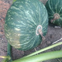 山东兰陵日本粟子南瓜假一赔十