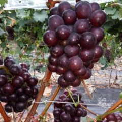 盐城阜宁藤稔甬优一号等葡萄大量上市！