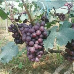 永年张西李聚涛6月京亚葡萄