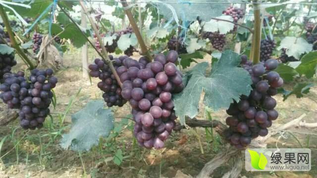 2016年河北永年京亚葡萄价格