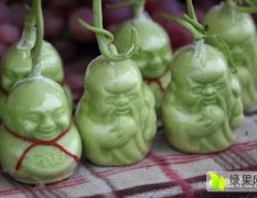 中国瓜果蔬菜第一镇人参果 福娃 笑娃 寿星娃