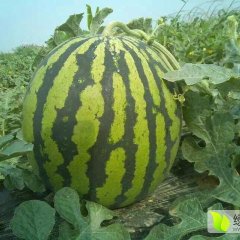 杨陵西瓜种子名优产品,水运徐慧诚信合作