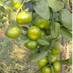 回龙圩柑橘色泽鲜艳