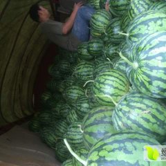 楚雄市禄丰县张云正5月美都西瓜