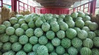 河南新野麒麟王花皮无籽西瓜质量上乘