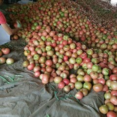 滦南西红柿著名品种,姚王胡先生诚信合作