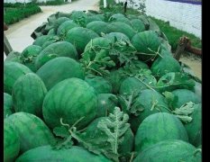 开封通许县 花皮有籽 京欣 甜王 冠龙代收代发全