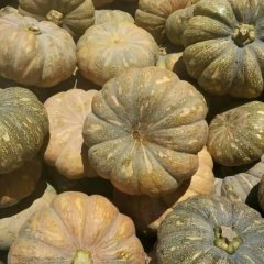 嘉鱼潘家赵兰6月韩密南瓜