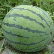 东台优质8424西瓜供应