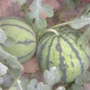 东台大棚京欣西瓜,新曹李杰诚信合作