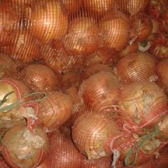 2016安丘洋葱大量供应中