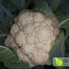 太谷菜花大量上市，上货量大持续时间长