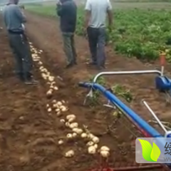 2016金乡荷兰15土豆再不来就没机会了！