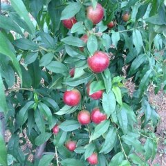大荔范家贺正民6月中油12号油桃