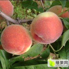 陕西大荔超红圣桃蜜桃欢迎合作