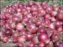 山东安丘红皮洋葱著名品牌