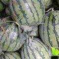 安徽太和县麒麟西瓜口感脆甜，6斤起步