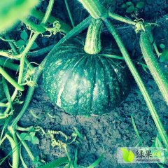 2016嘉鱼南瓜价格波动不大