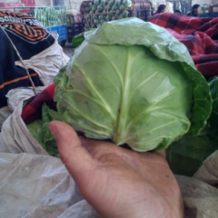 山东平度球茎甘蓝火热上市