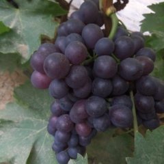 无籽玫瑰香葡萄