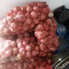 红皮洋葱80以上