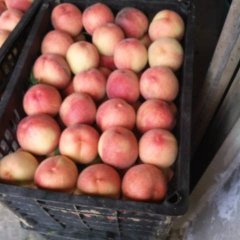 大荔范家赵永岗6月钻石金蜜蜜桃