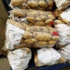 山东滕州荷兰七号土豆名优产品