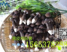 鱼台刘春龙 黑皮鸡枞菌香菇