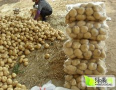 2016昌黎土豆现在订货有惊喜