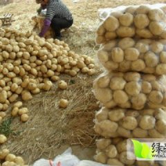 2016昌黎土豆现在订货有惊喜