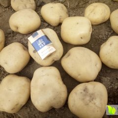 河北昌黎土豆大量上市