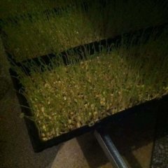 盱眙全新水培有机芽苗菜