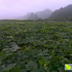 武鸣金韩密本南瓜 本人在本地代办多年