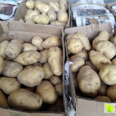 河南清丰县古城土豆大量上市