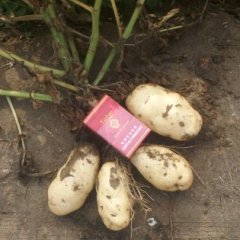 莱城土豆开始上市 二两起步价格